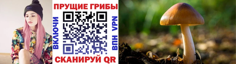 как найти закладки  Большой Камень  Псилоцибиновые грибы Cubensis 